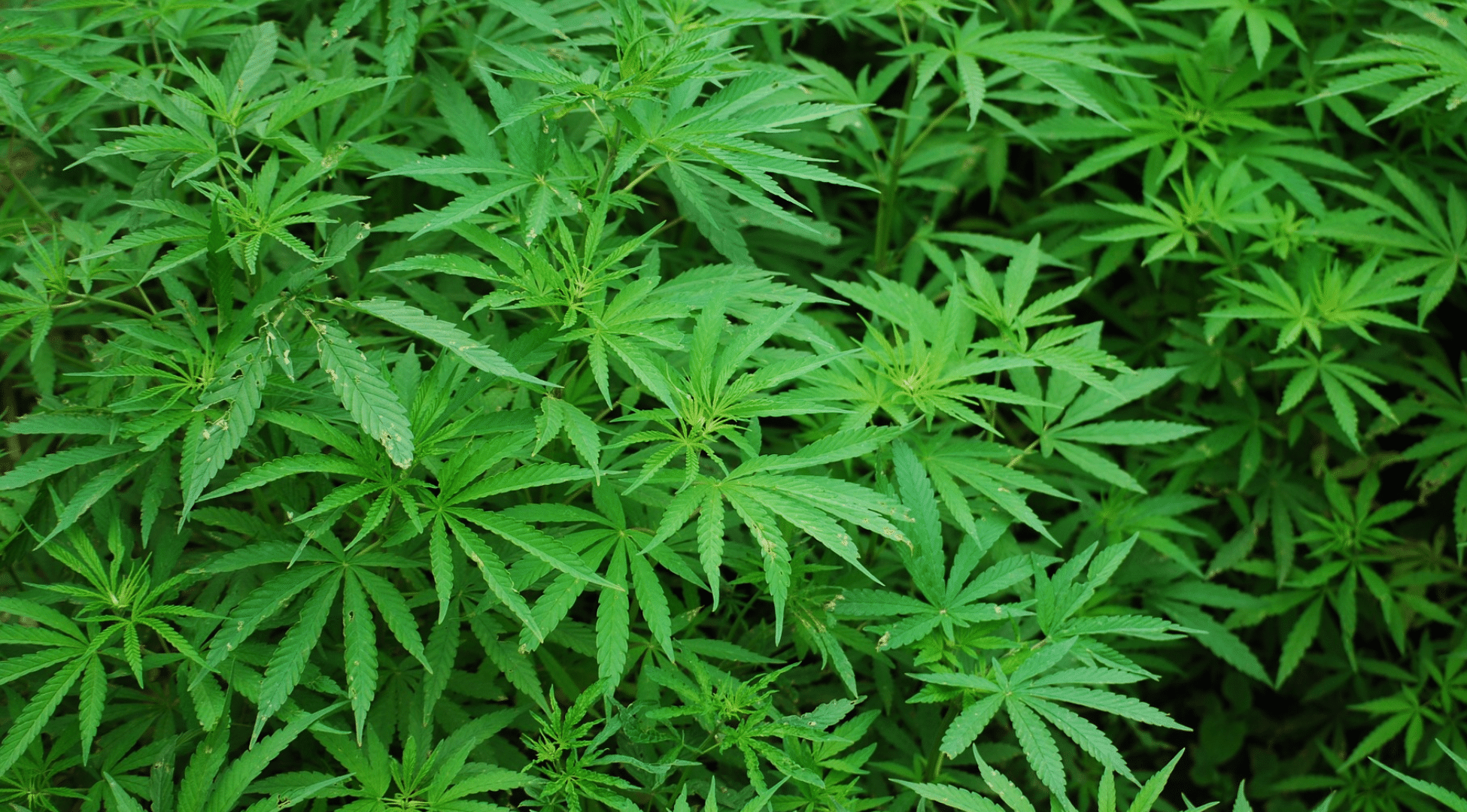 Cannabinoid Chart: Simple Guide to Effects & Uses