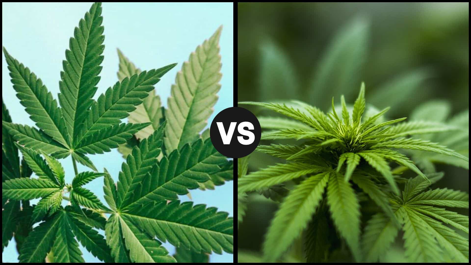 Key Differences Between Delta-8 (D8) and Delta-9 (D9)