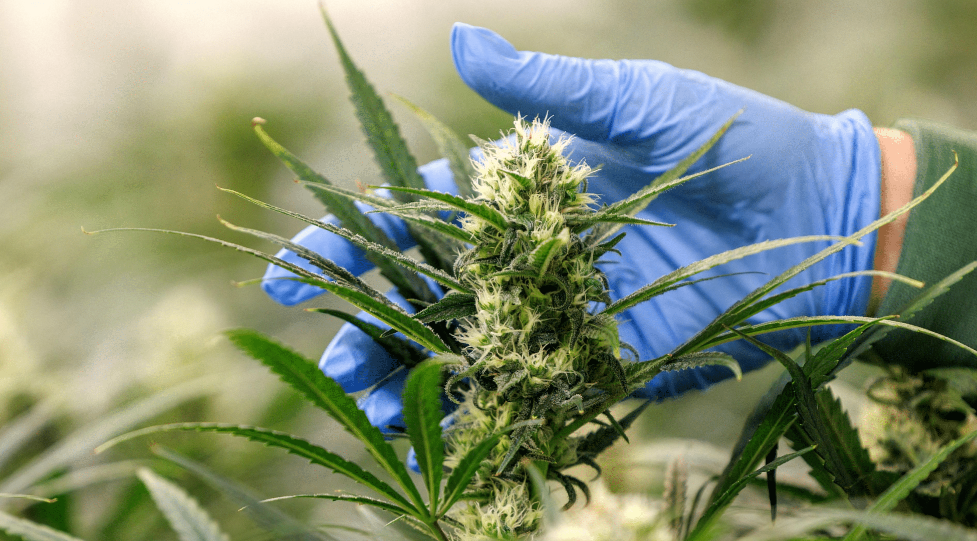 Major Cannabinoids Explained
