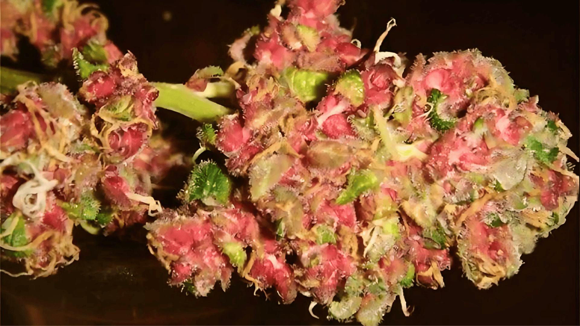 Pink Mango