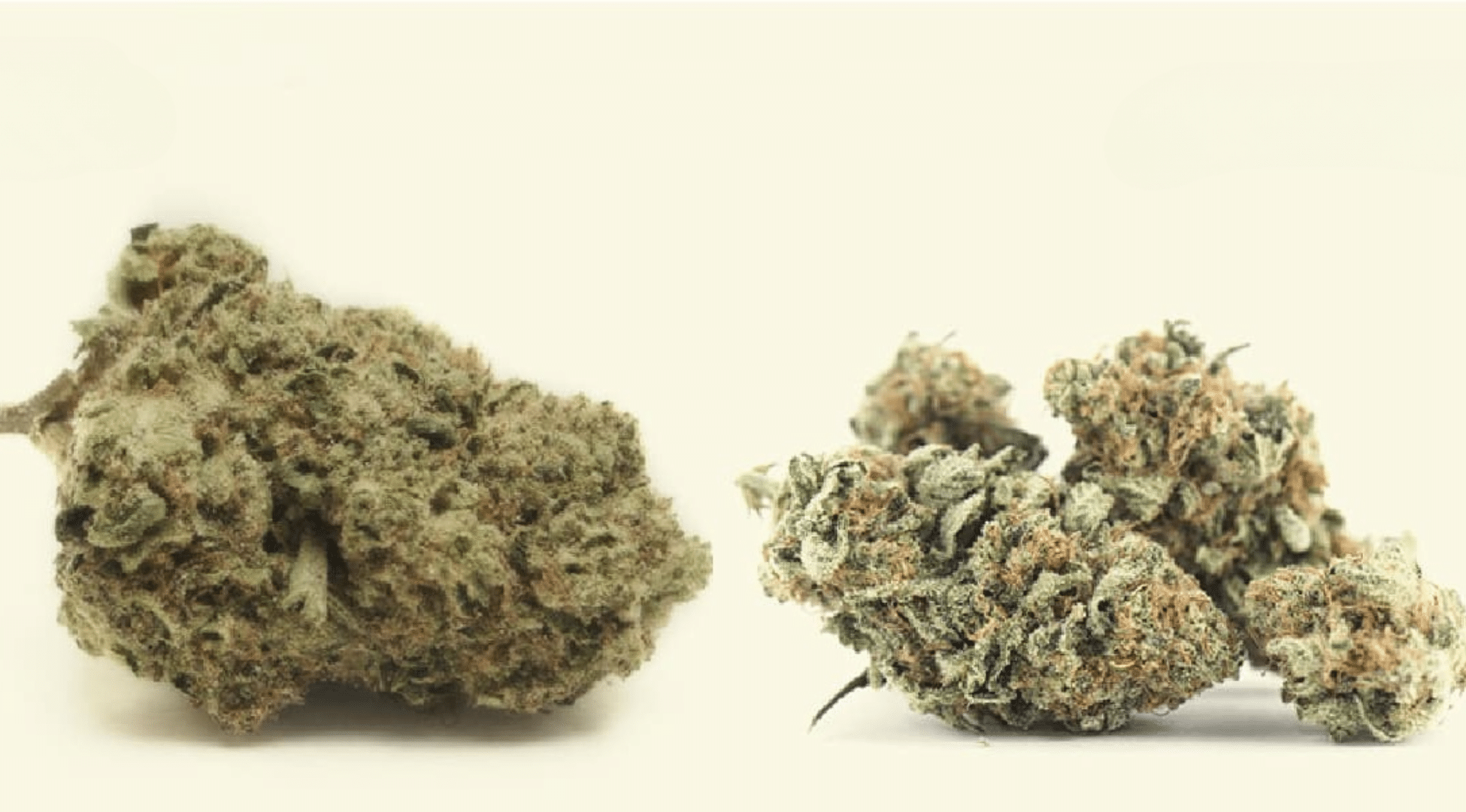 What is PGR Weed: Risks, Signs, and Safer Choices