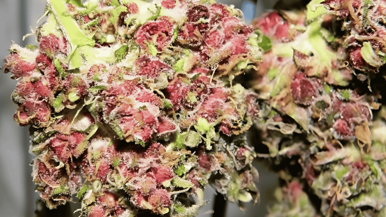 Pink Gushers Pink Weed Strains: Effects, Flavors, & Growing Guide - Fun With Dizzies