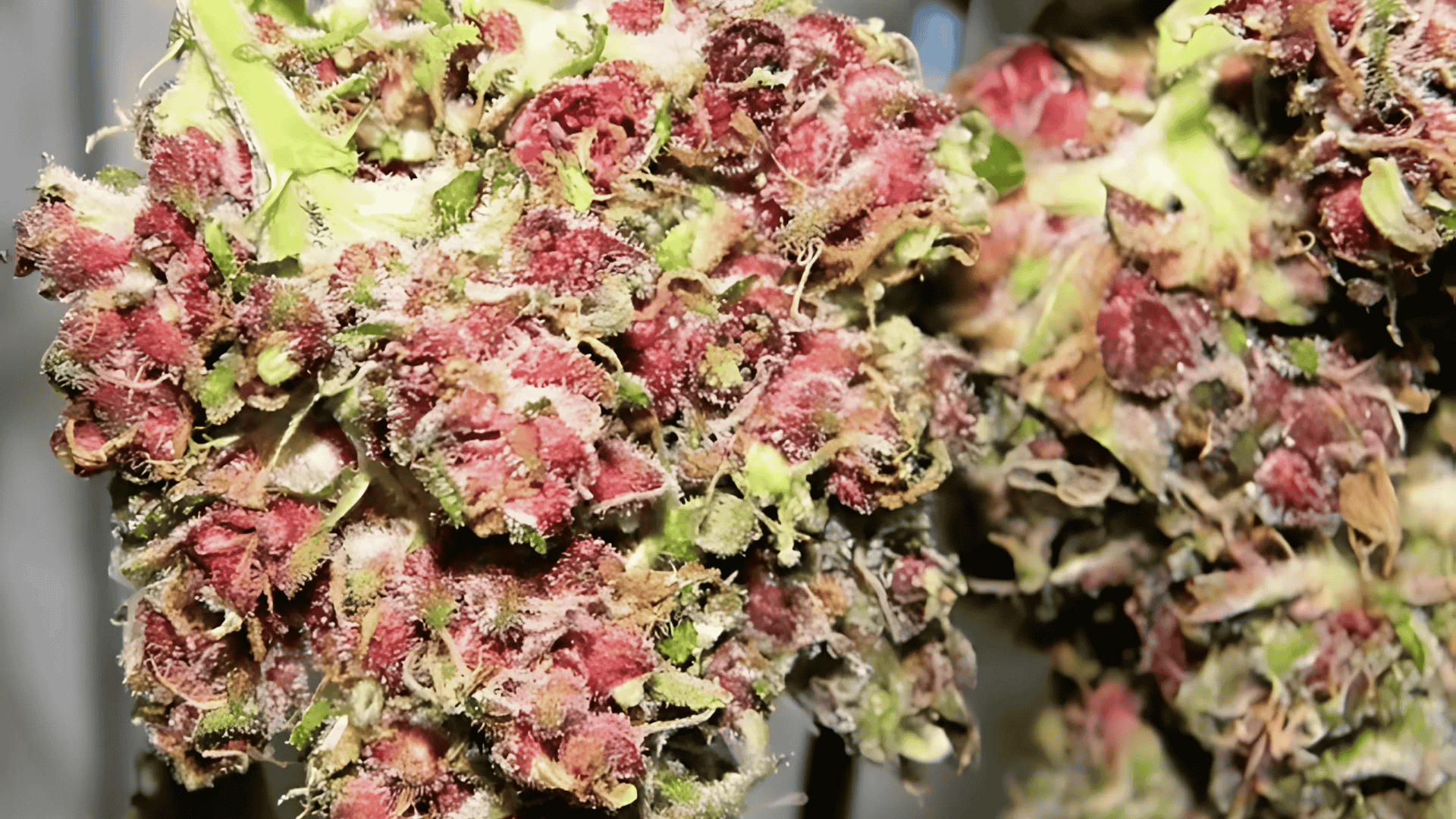 pink berry cannabis buds showing a unique cluster of bright pink and reddish flowers with light green stems and leaves