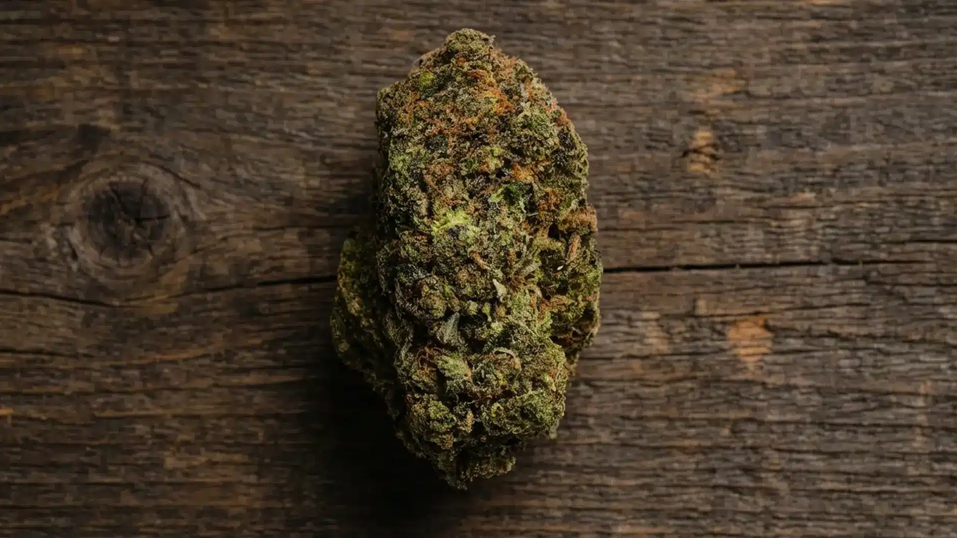 pink cookies cannabis bud with dark green and purple hues and amber hairs centered on a dark rustic wood background