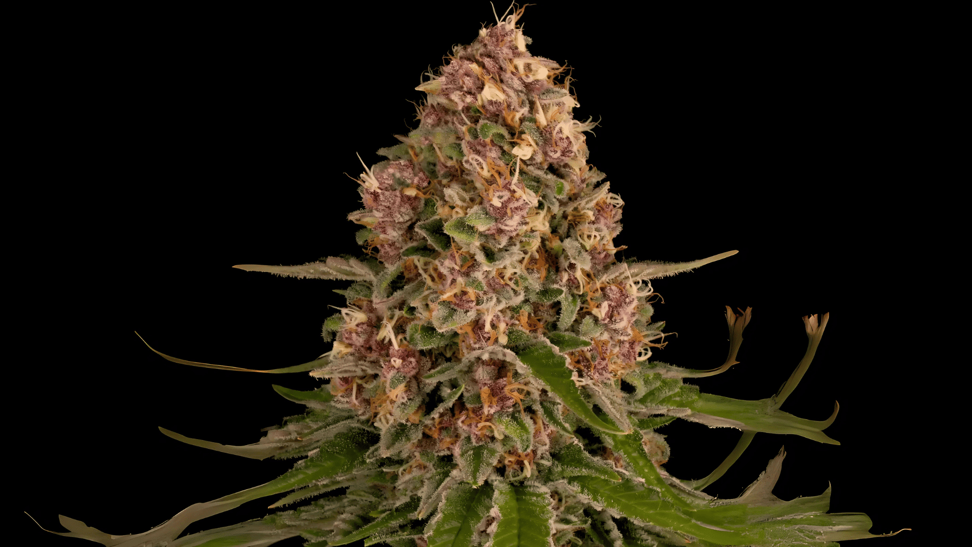 pink kush cannabis bud with dark green and purple leaves and bright orange hairs on a black background