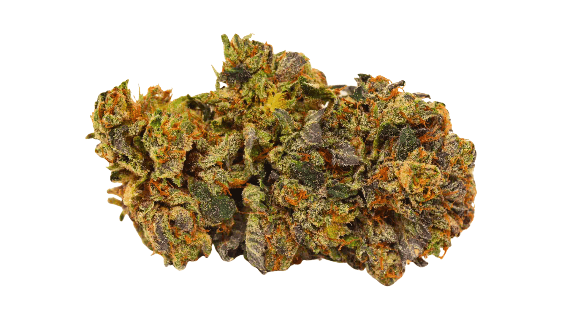 predator pink cannabis bud with light green and dark purple leaves and bright orange hairs on a white background