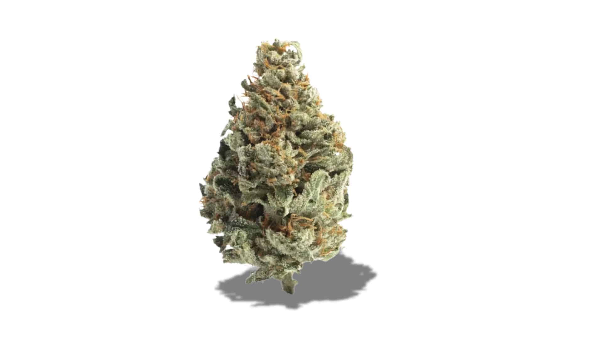 chocolope