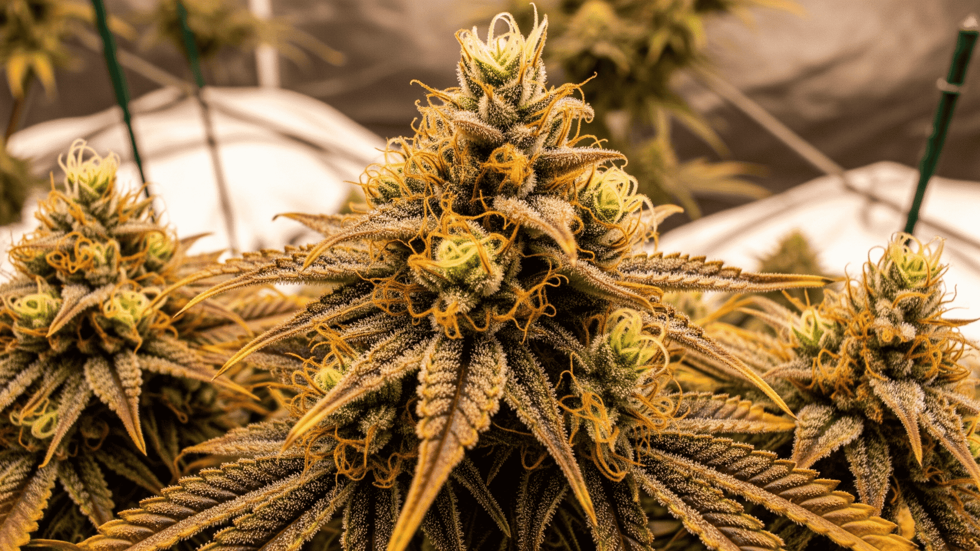 close-up of mature cannabis flower buds with orange hairs and crystalline trichomes in a greenhouse setting