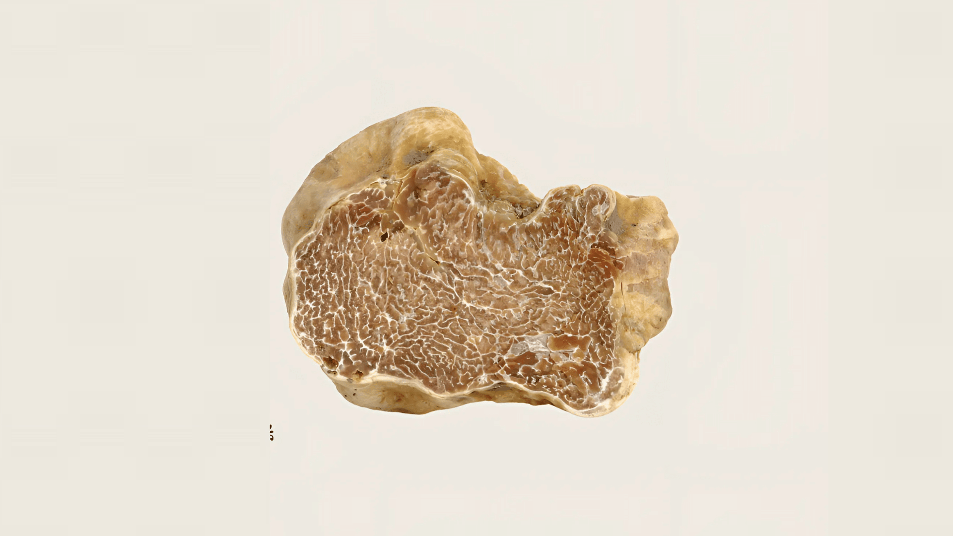 cross section of white truffle showing marbled interior pattern with beige outer skin, highlighting natural texture