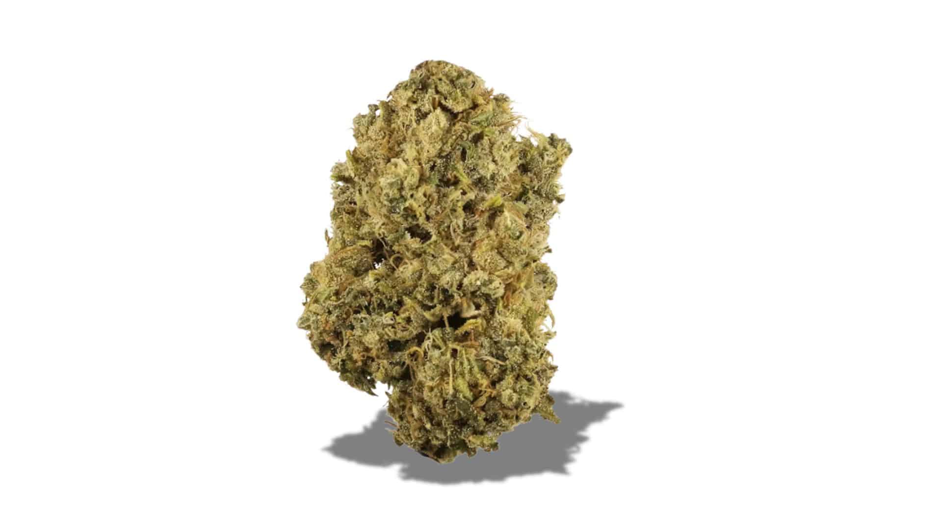 durban-poison