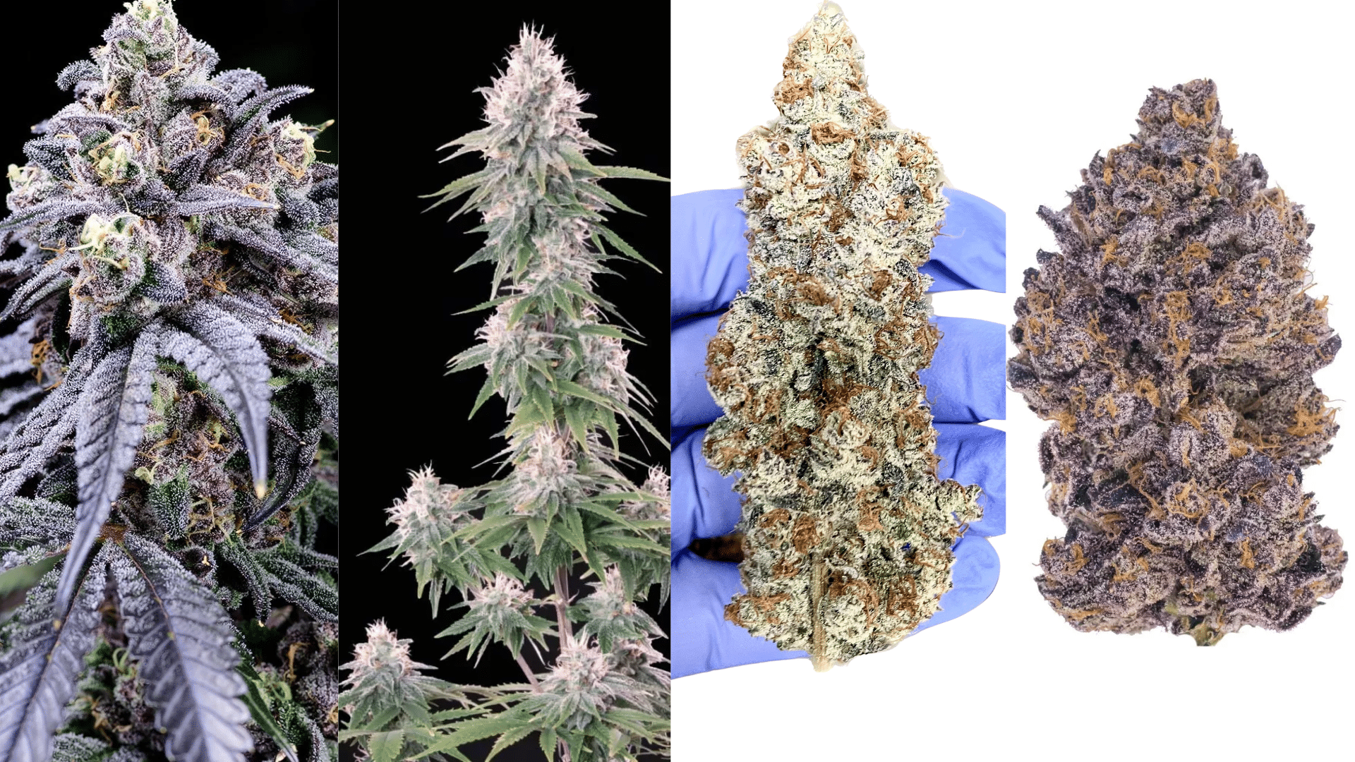 four truffle weed strains, including purple and green varieties, highlighting dense trichomes and structure