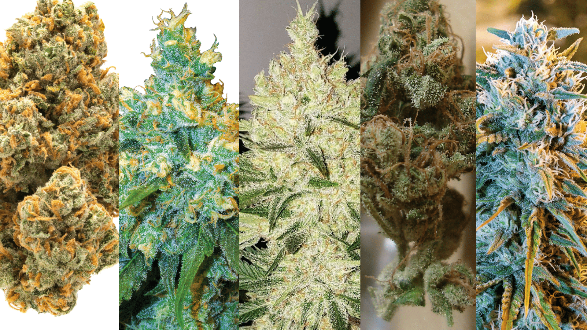 green-crack-vs.-other-strains