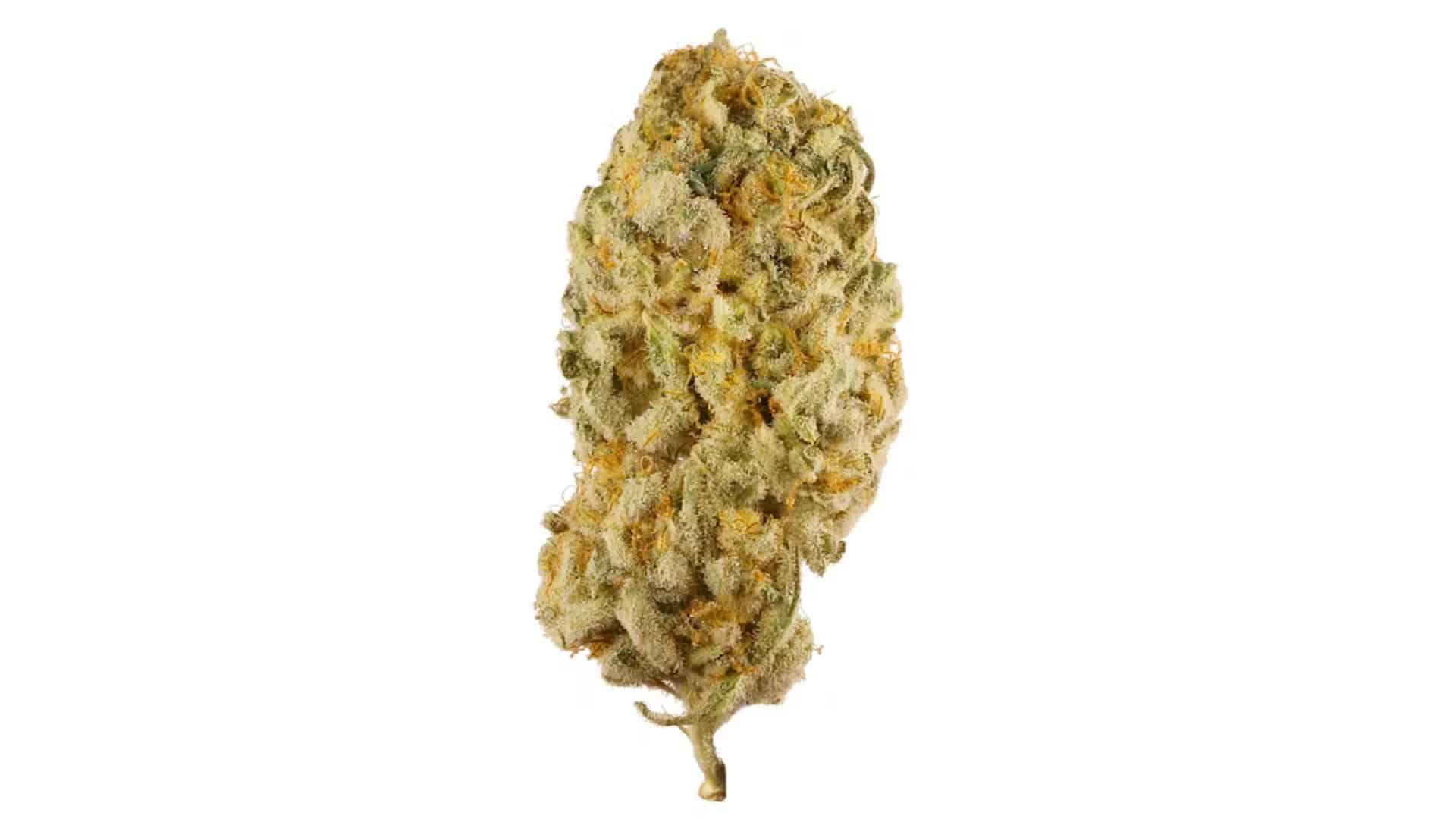 jack-herer
