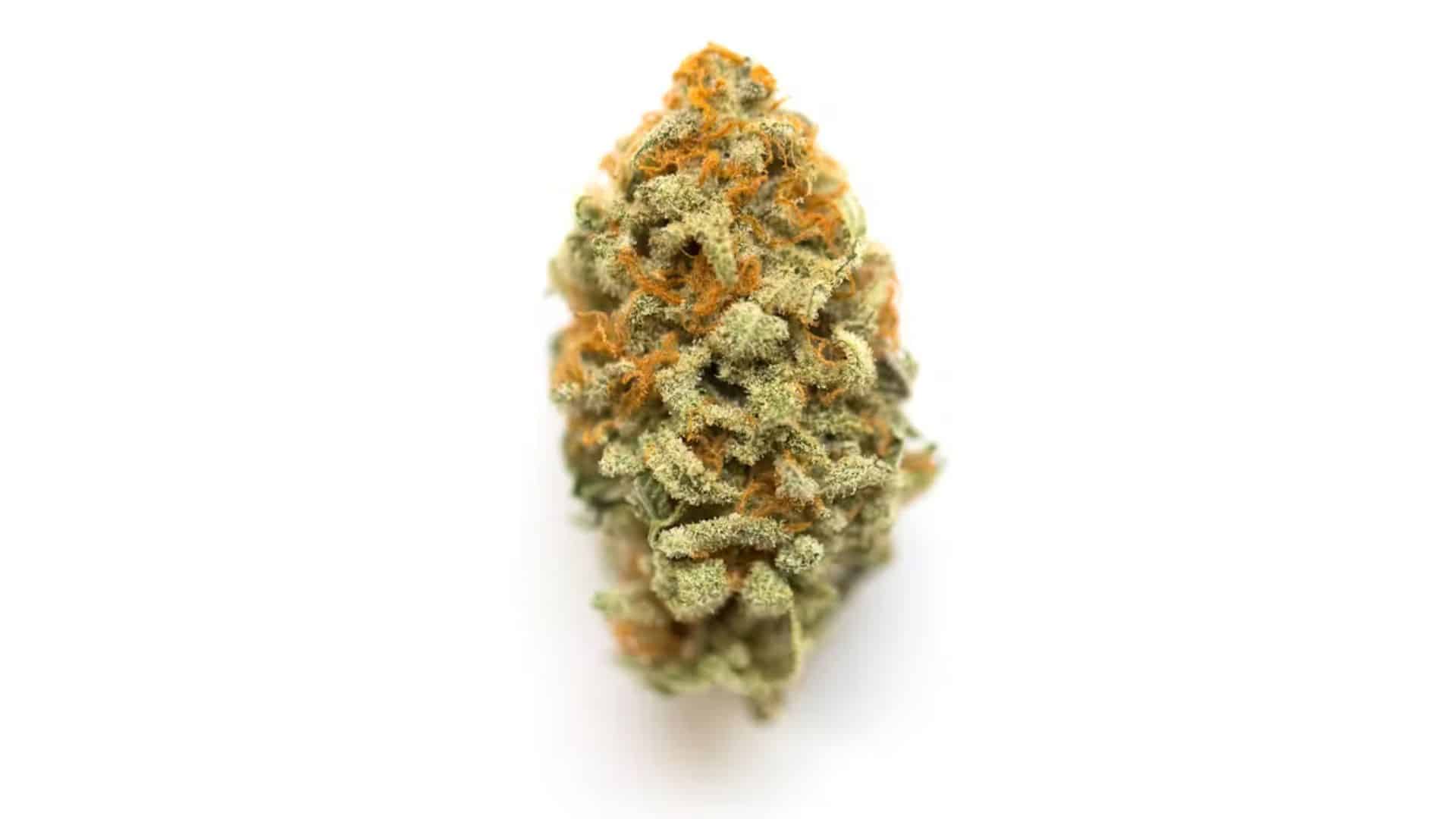 panama-red