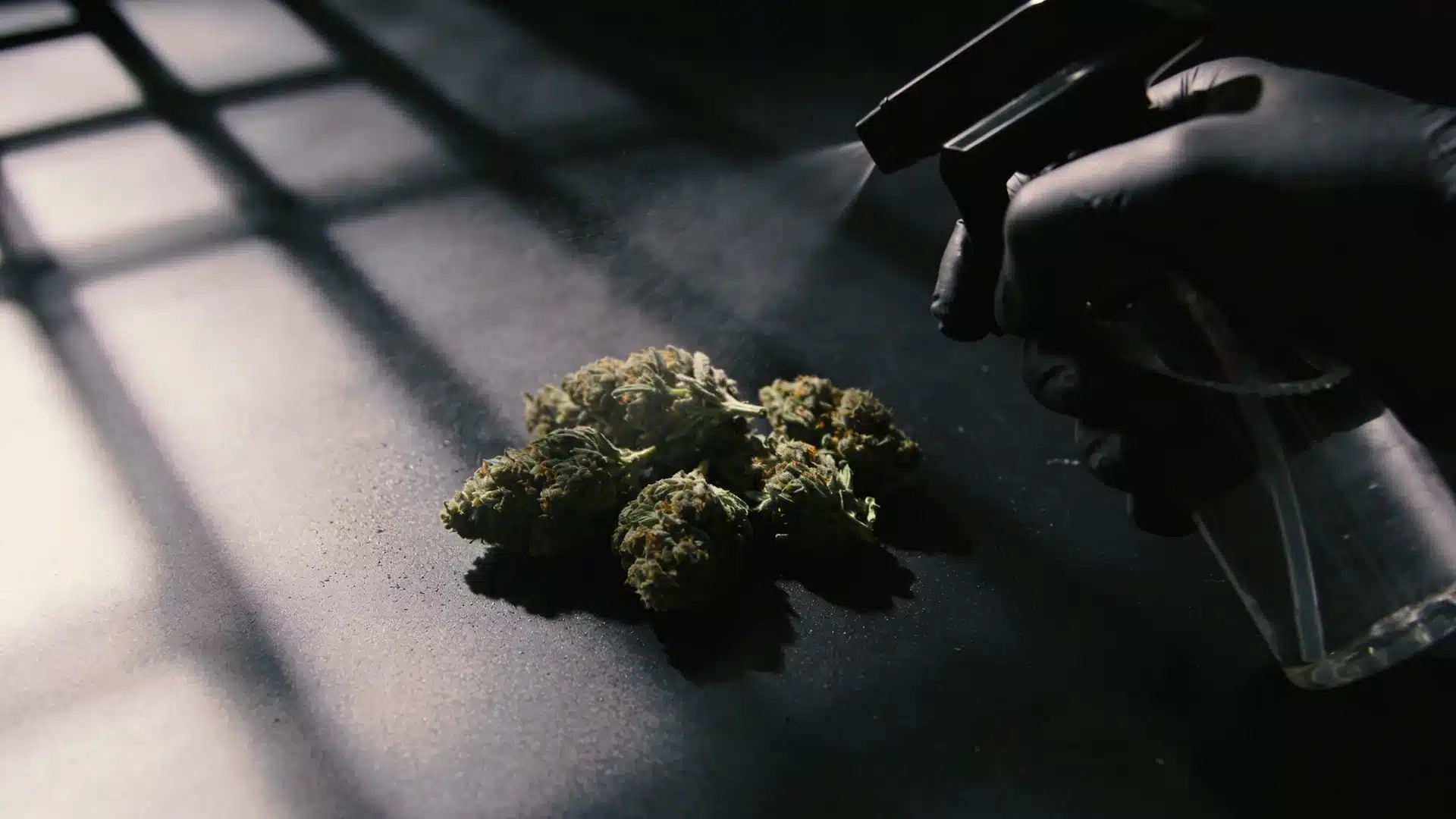 gloved hand spraying liquid over cannabis buds on dark surface with dramatic lighting and window shadows