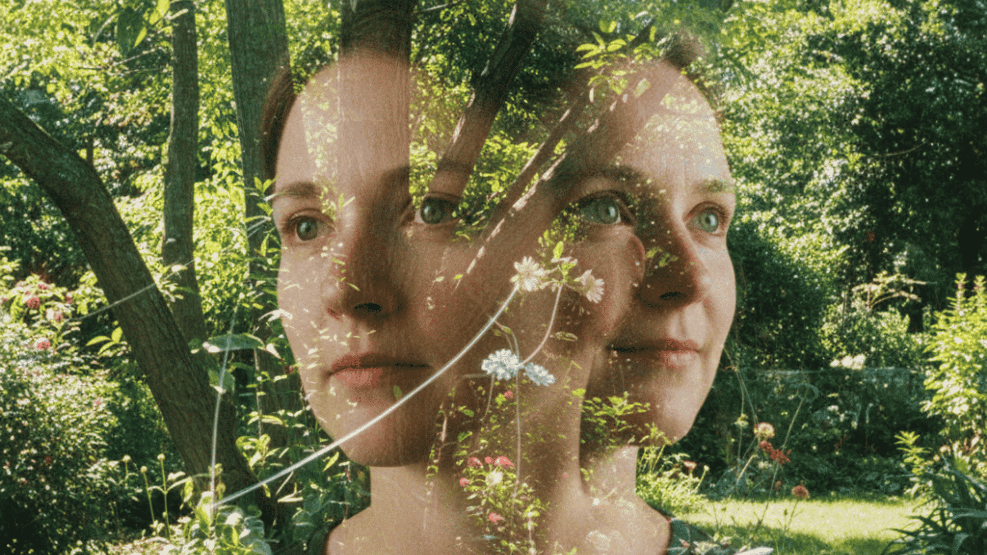 shrooms vs acid lsd mushroom differences