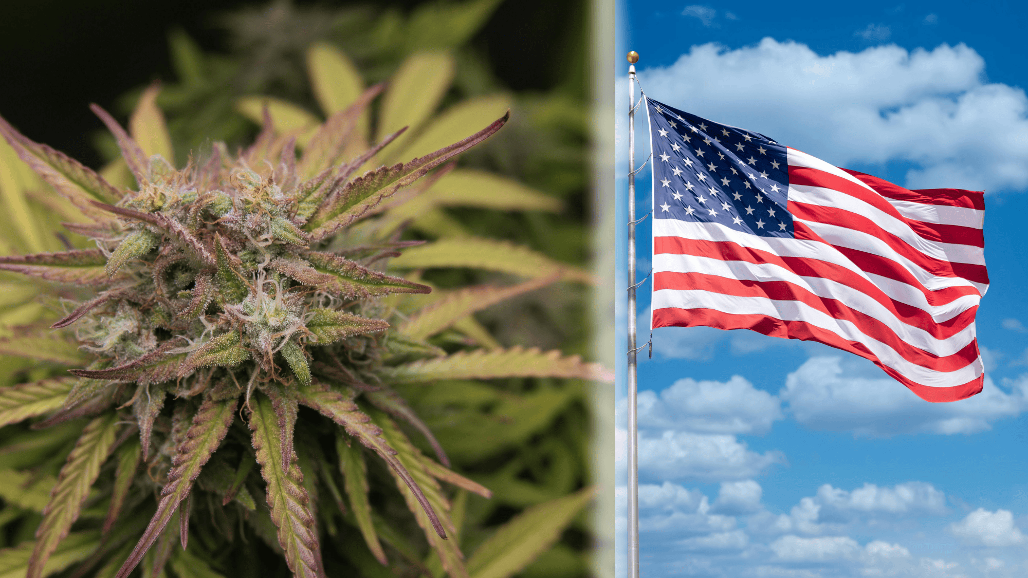 Is thca flower legal in the u.s