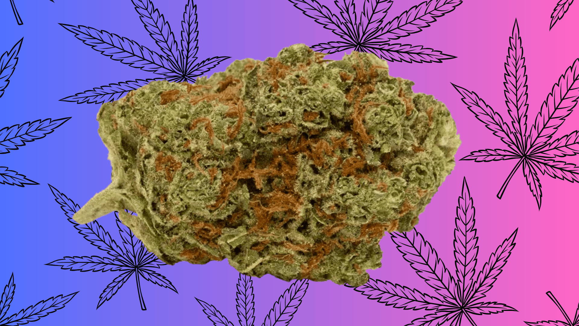 Red Velvet Weed Strain's Aroma, Flavor, and Appearance