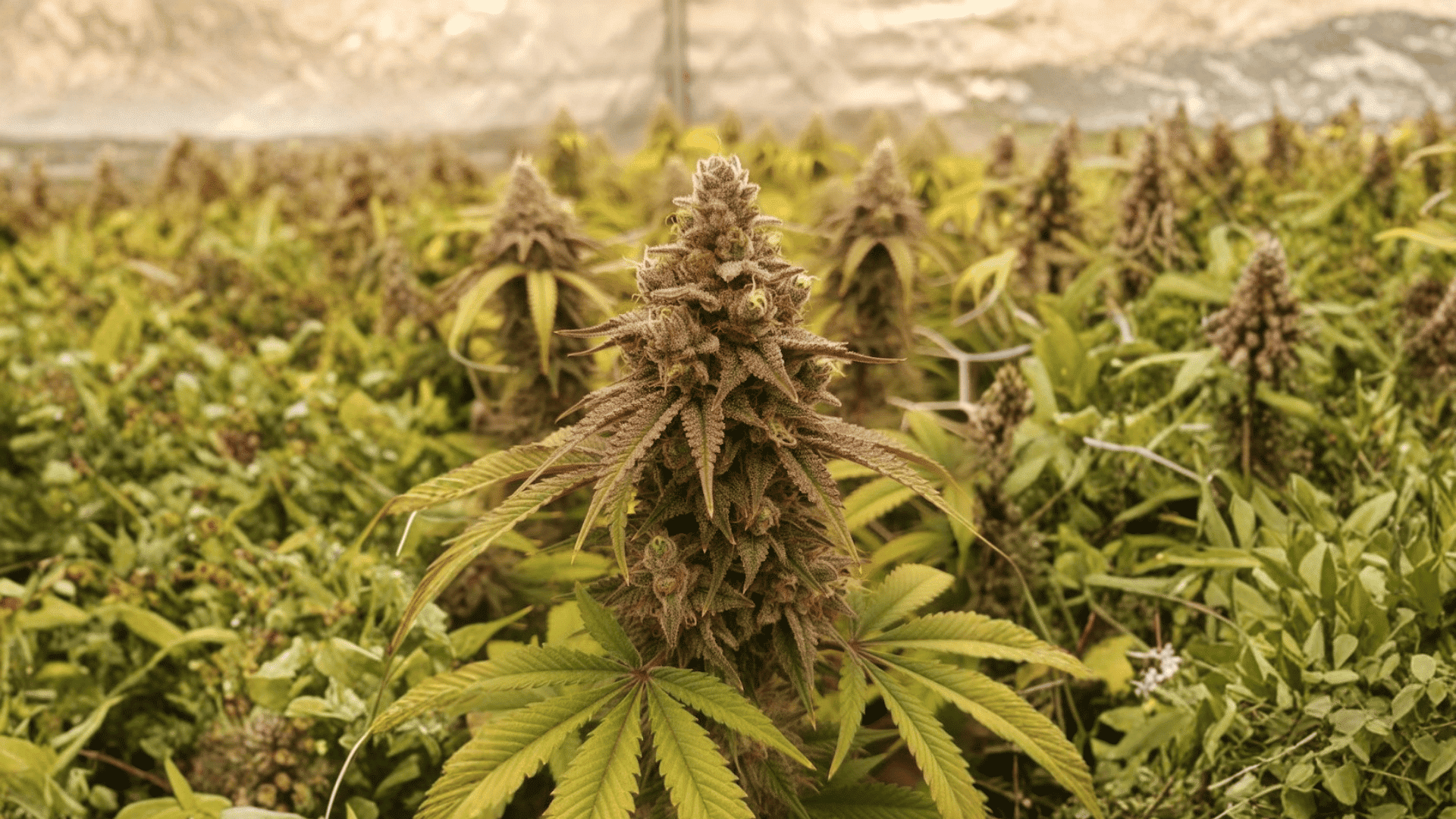 cannabis plants growing outdoors in field with mature buds and green leaves, natural landscape in background