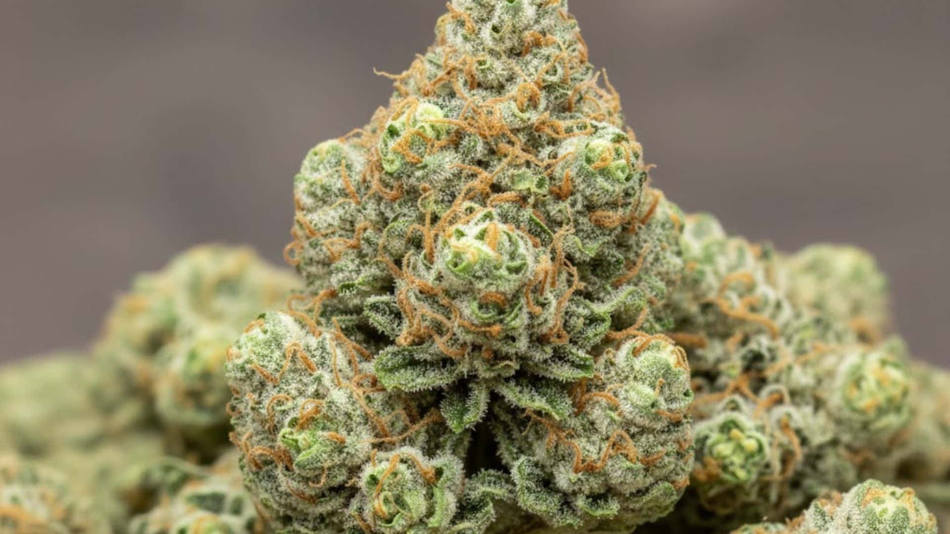 characteristics of the trainwreck weed strain