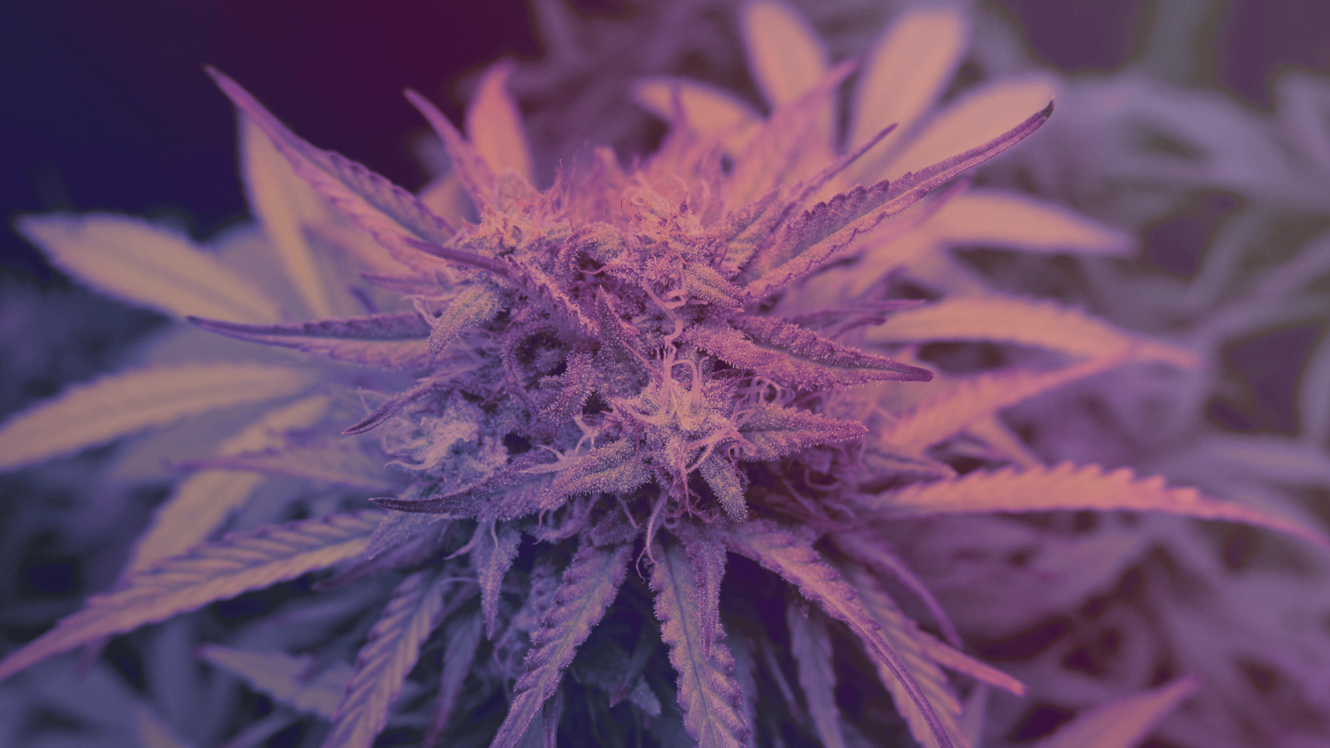 does thcp get you high