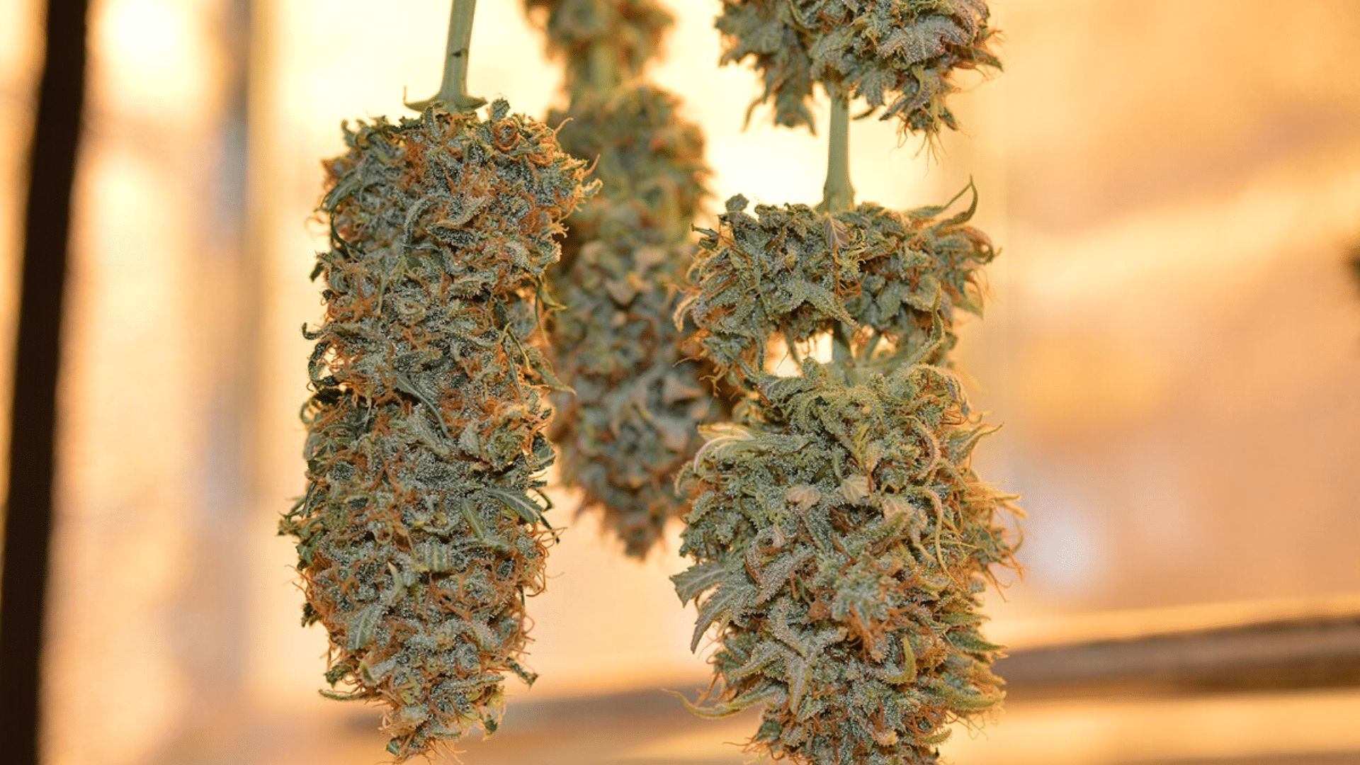 euphoria low thc strain