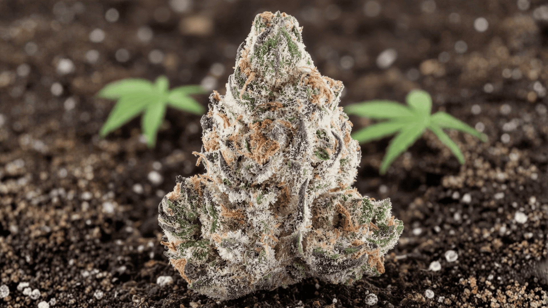 frosty cannabis bud with dense trichomes resting on soil, young cannabis seedlings in background of indoor grow setup