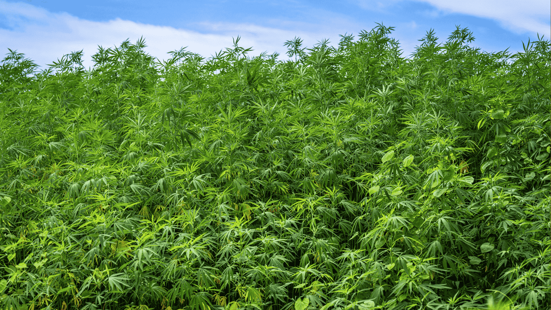 Buying Guide for Red Velvet Weed Strain