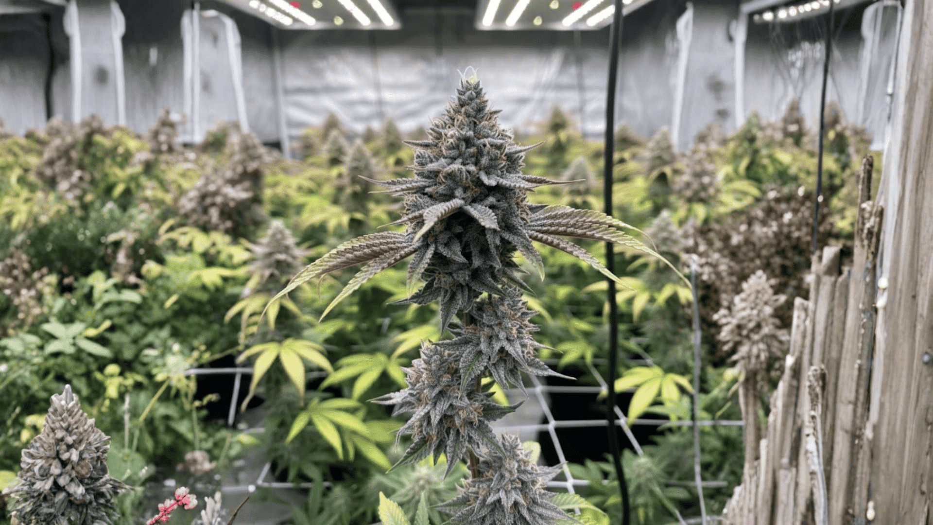 growing the cherry poppers strain