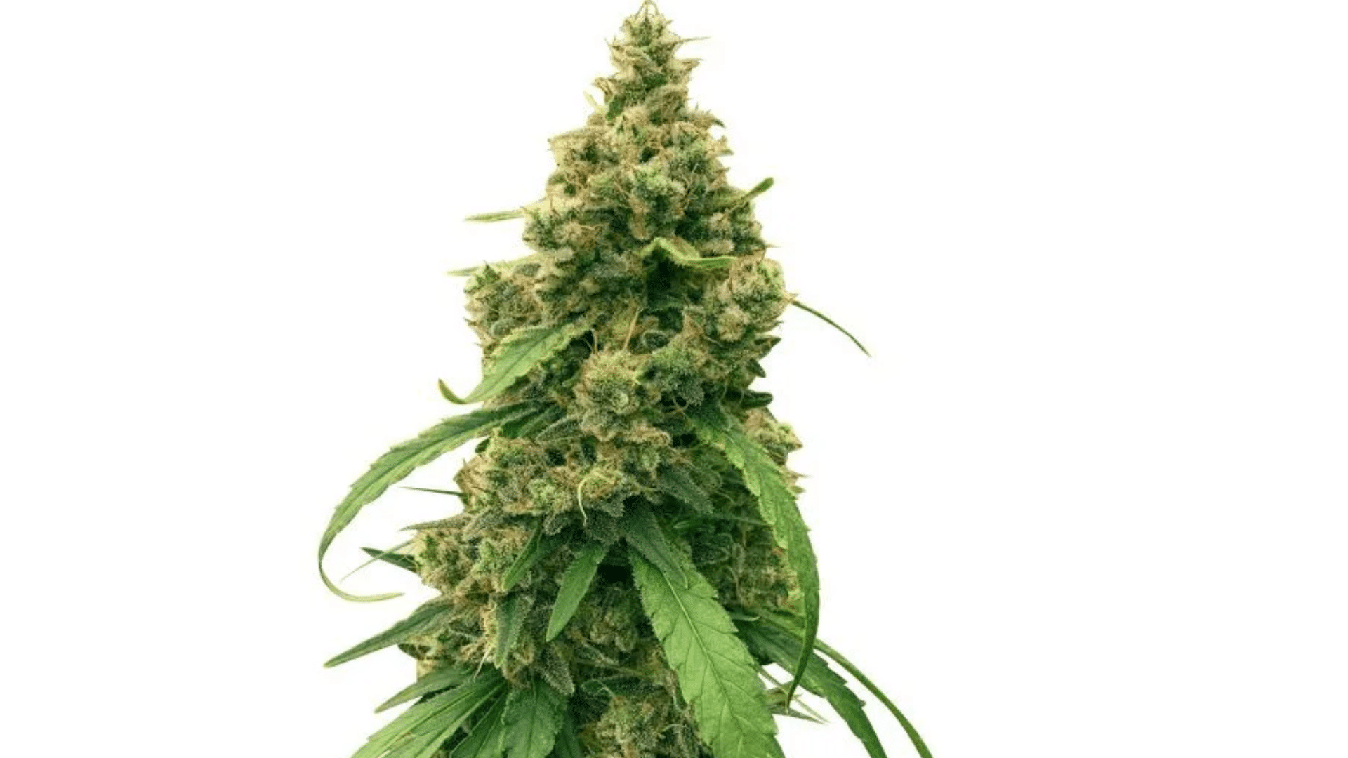 harle low thc strain