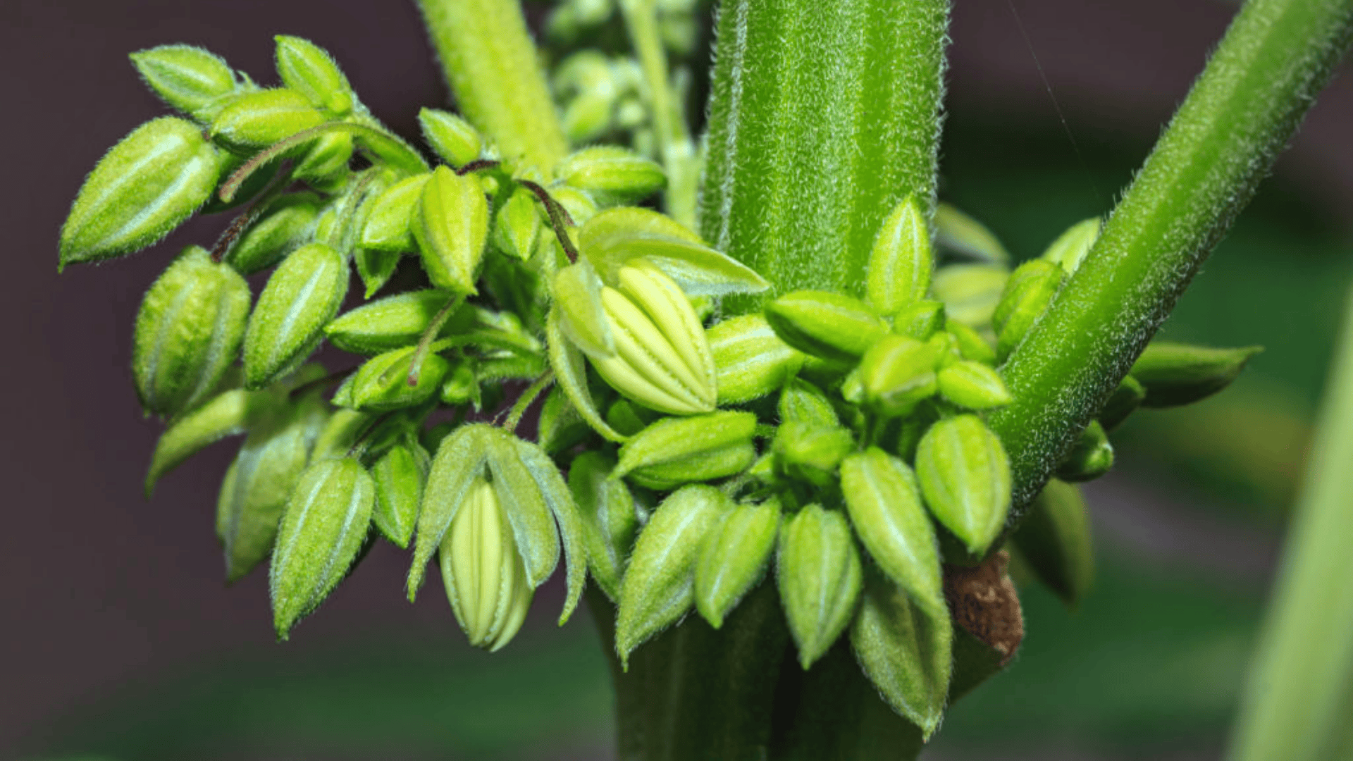 how to identify a male cannabis plant