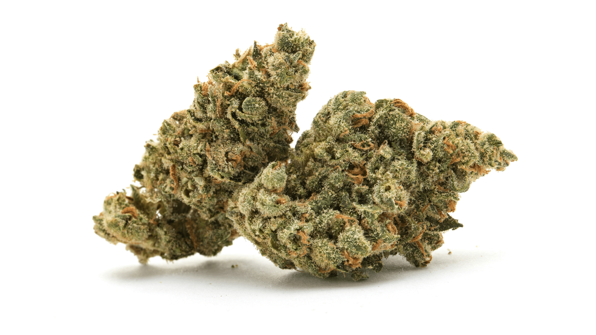 in the pines low thc strain