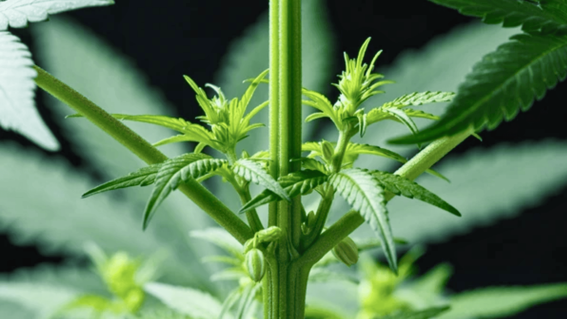 male cannabis plants how to identify and use them wisely