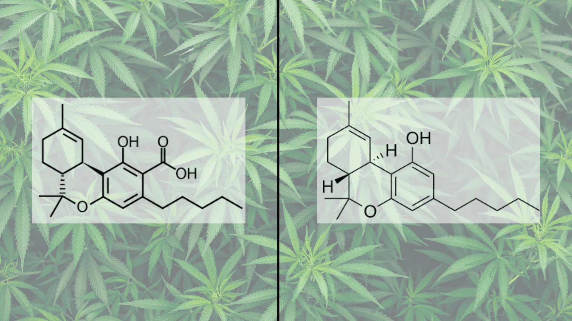 thca vs thc s key differences