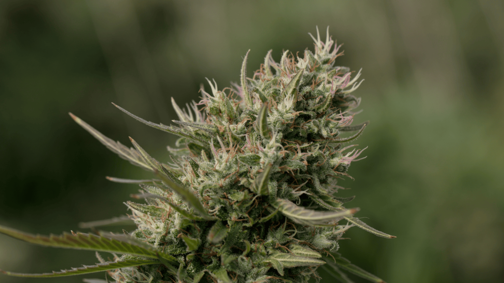 what Is thca flower everything you need to know in 2025