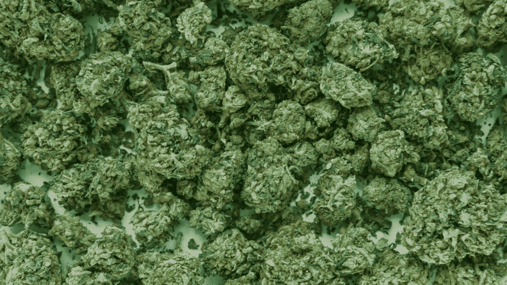 what is pgr weed how to spot it and why its best avoided