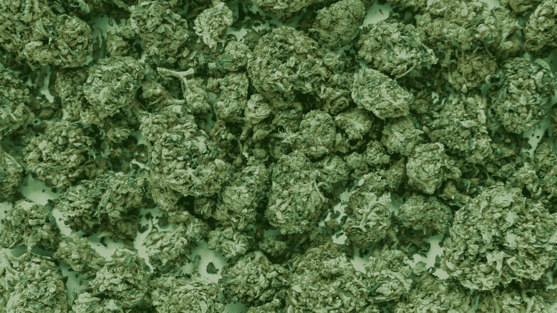 what is pgr weed how to spot it and why its best avoided