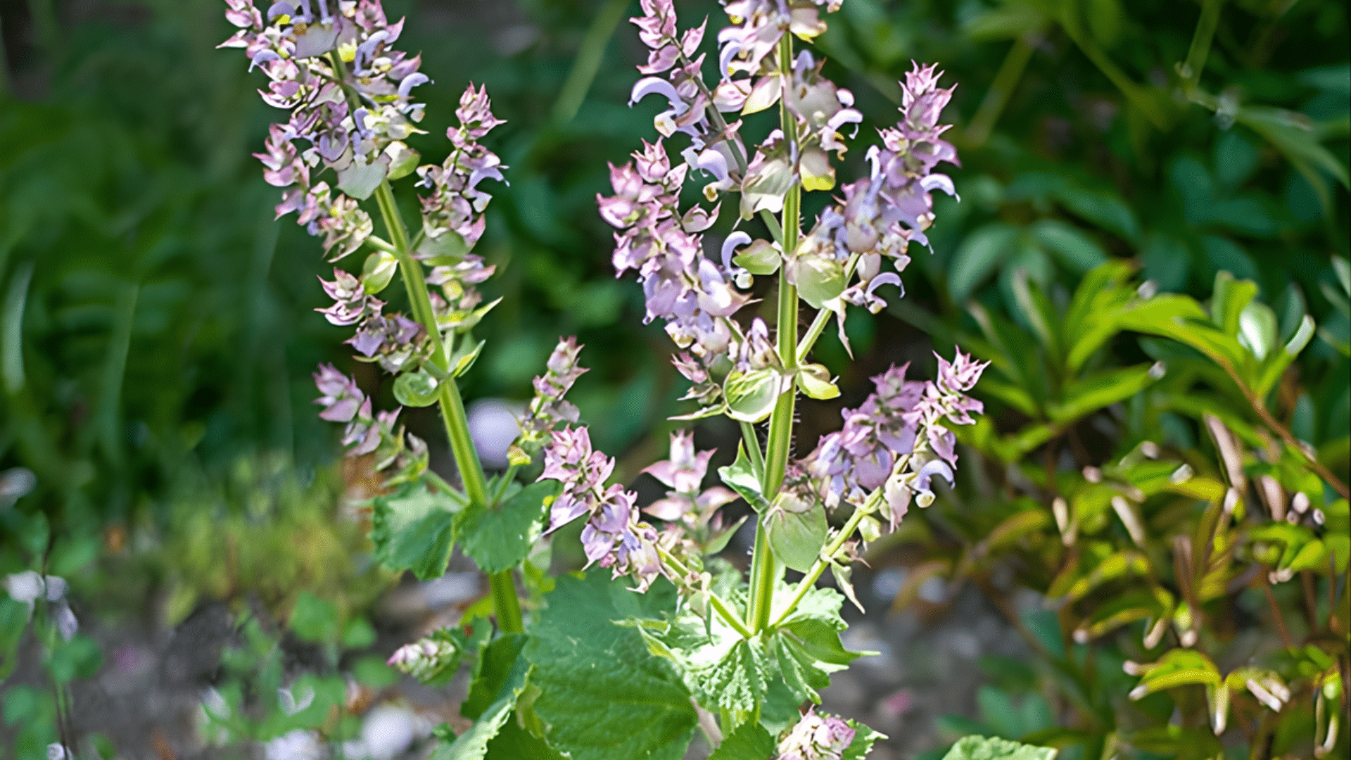 clary-sage