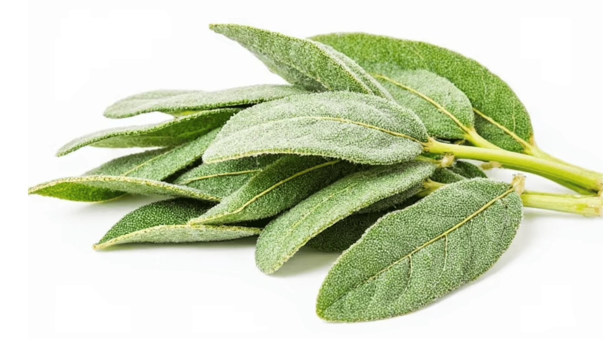 fresh-sage