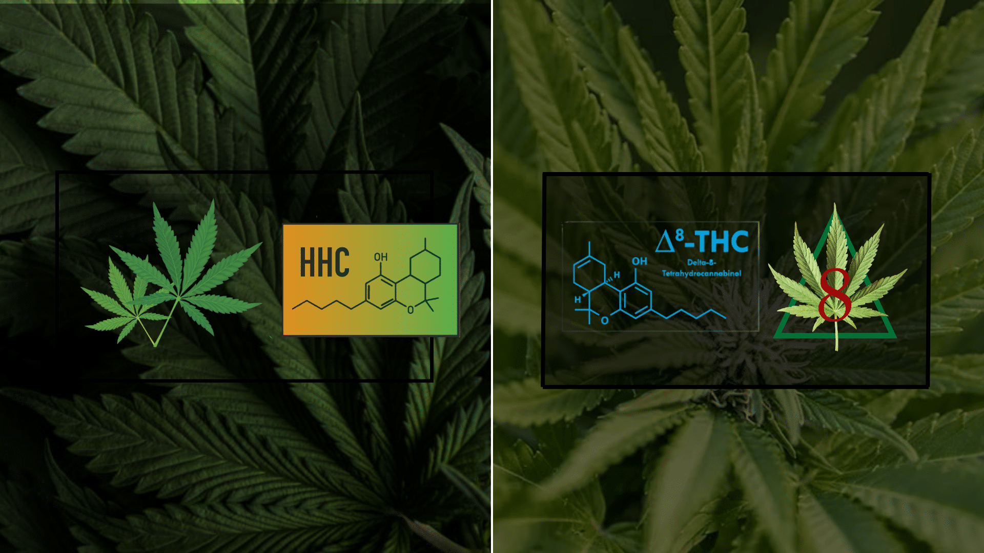 hhc vs delta 8