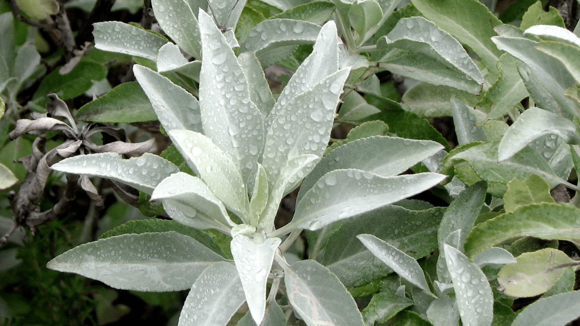white-sage