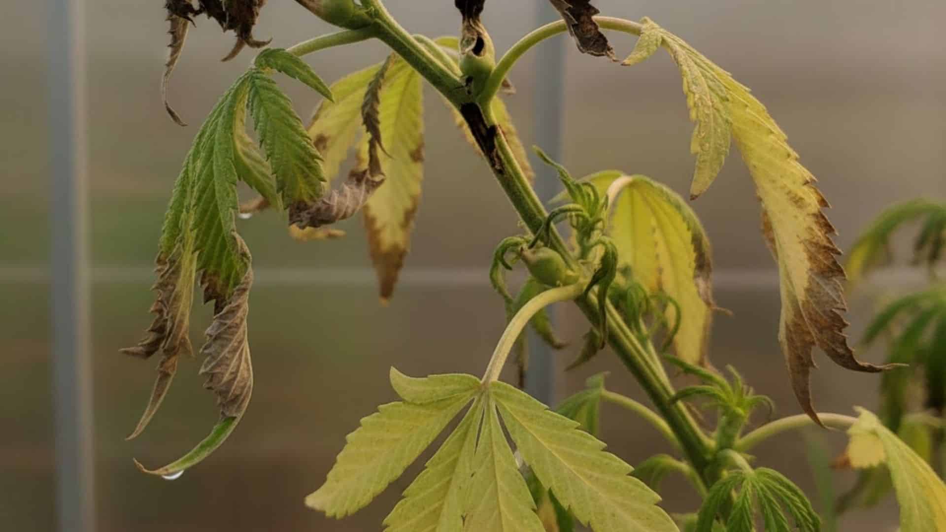 boron deficiency in cannabis