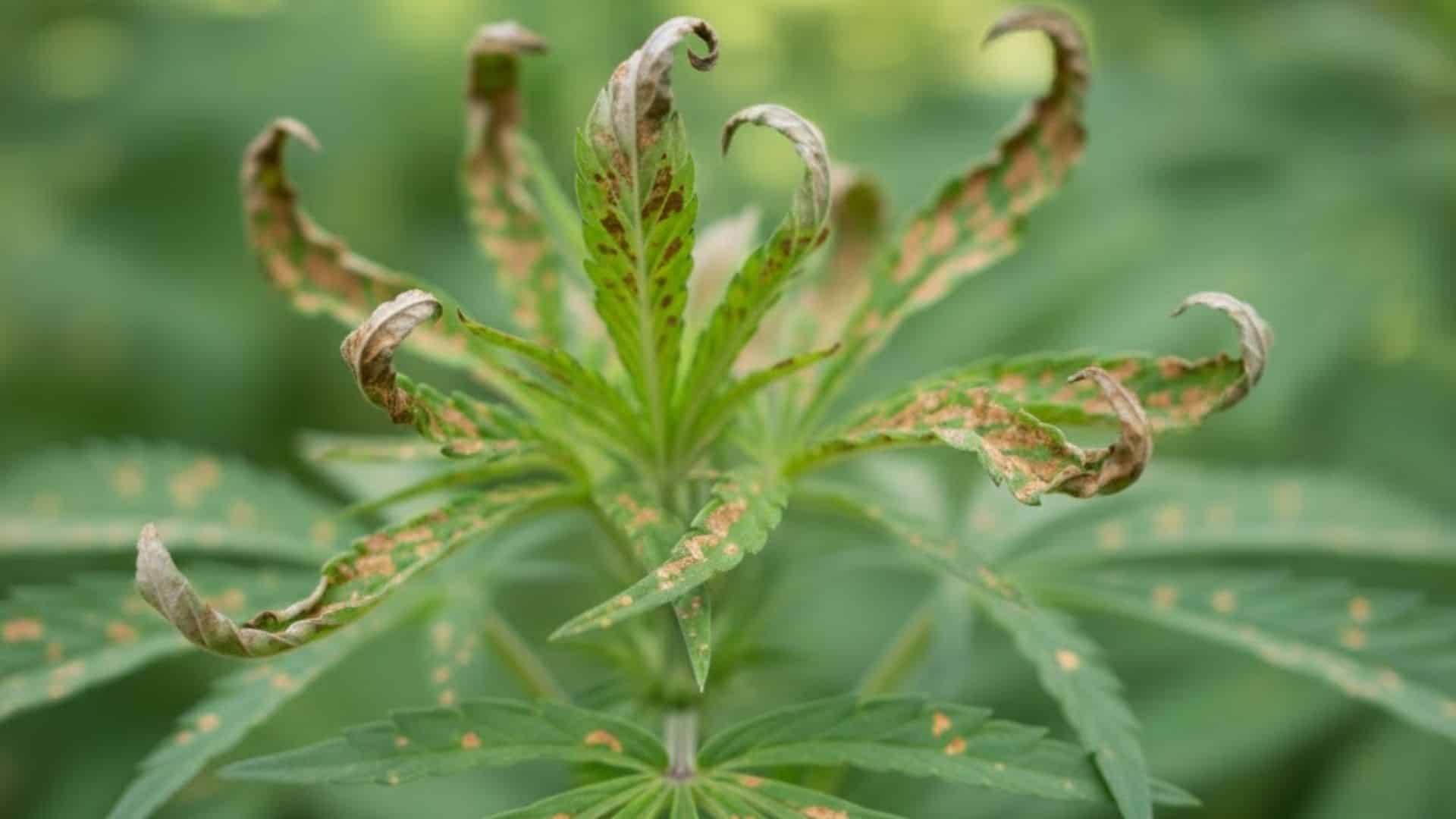 calcium deficiency in cannabis