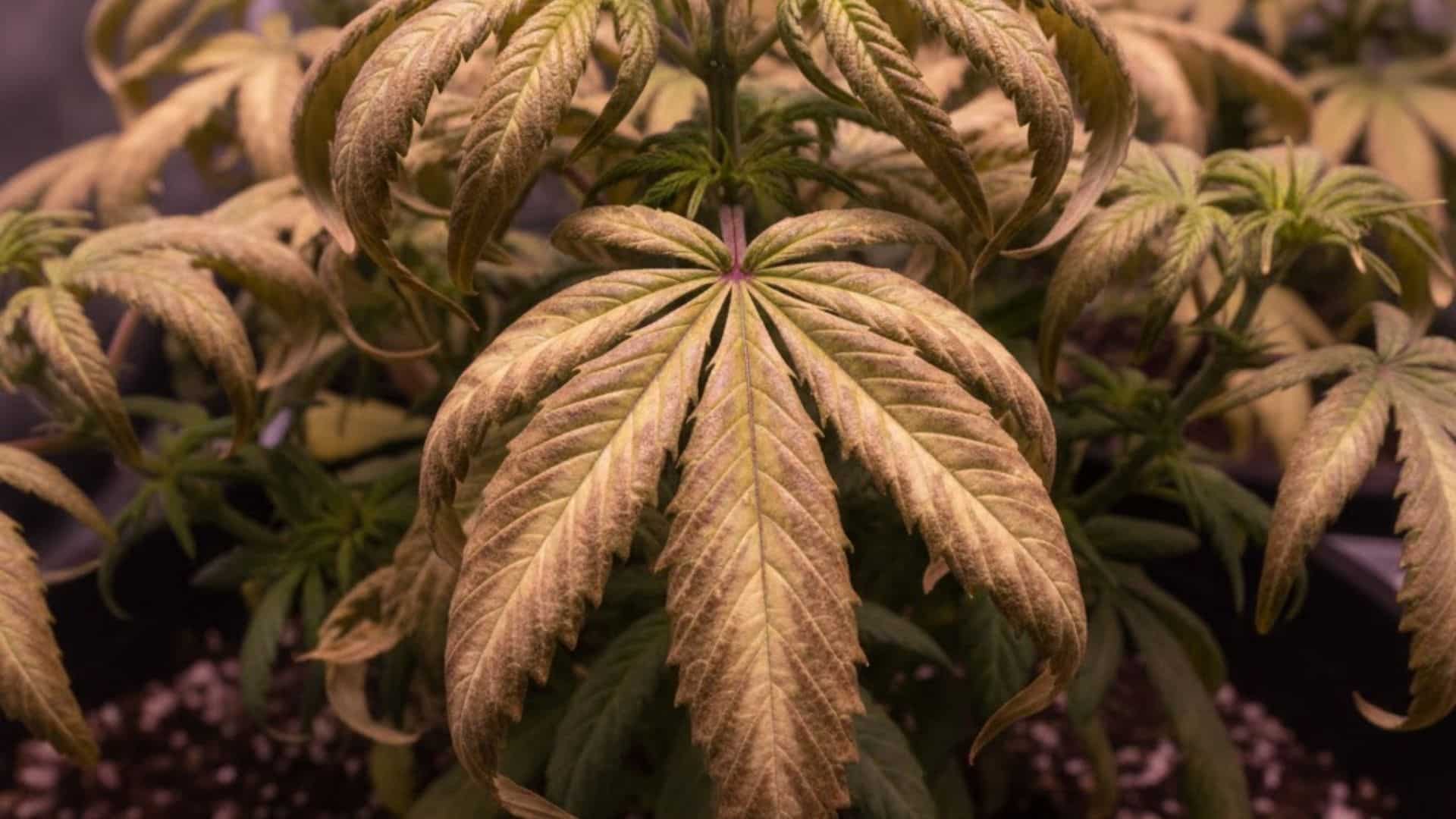 chlorine deficiency in cannabis