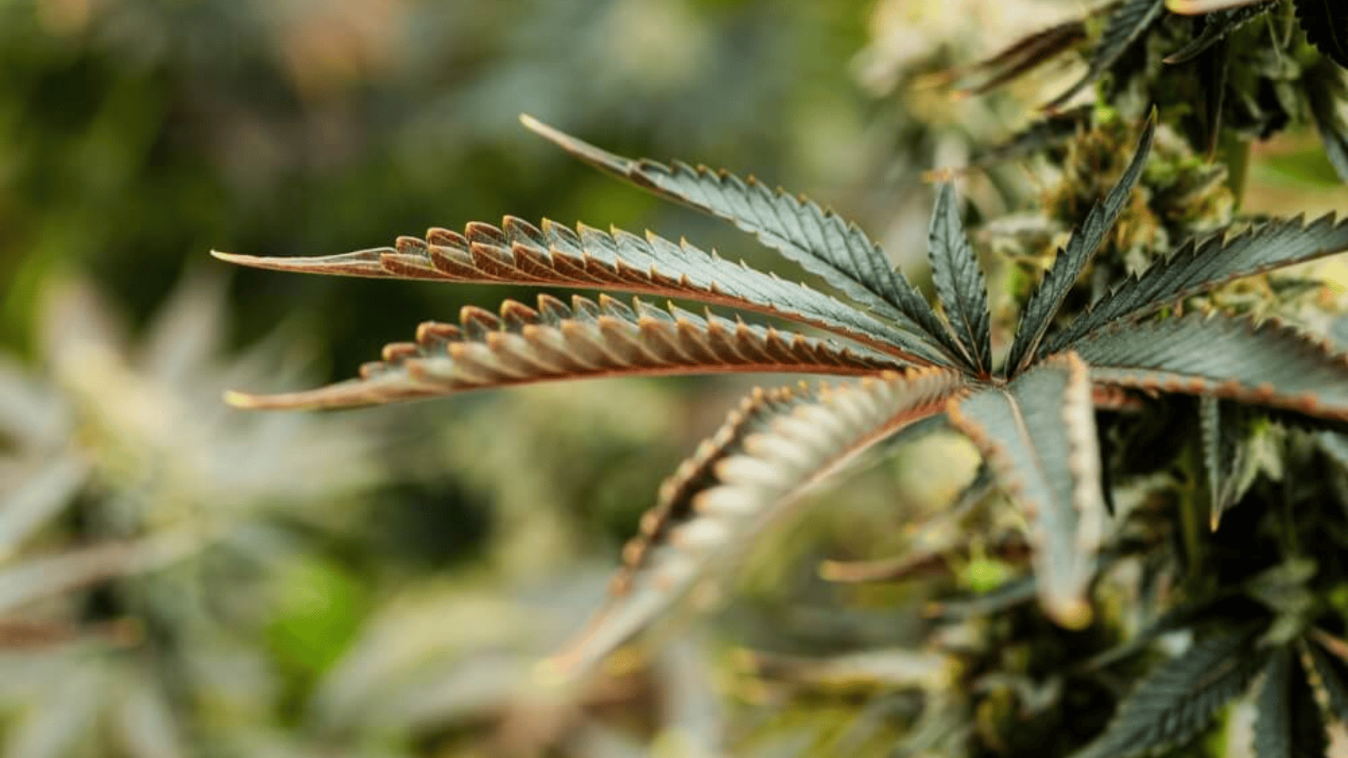 copper deficiency in cannabis