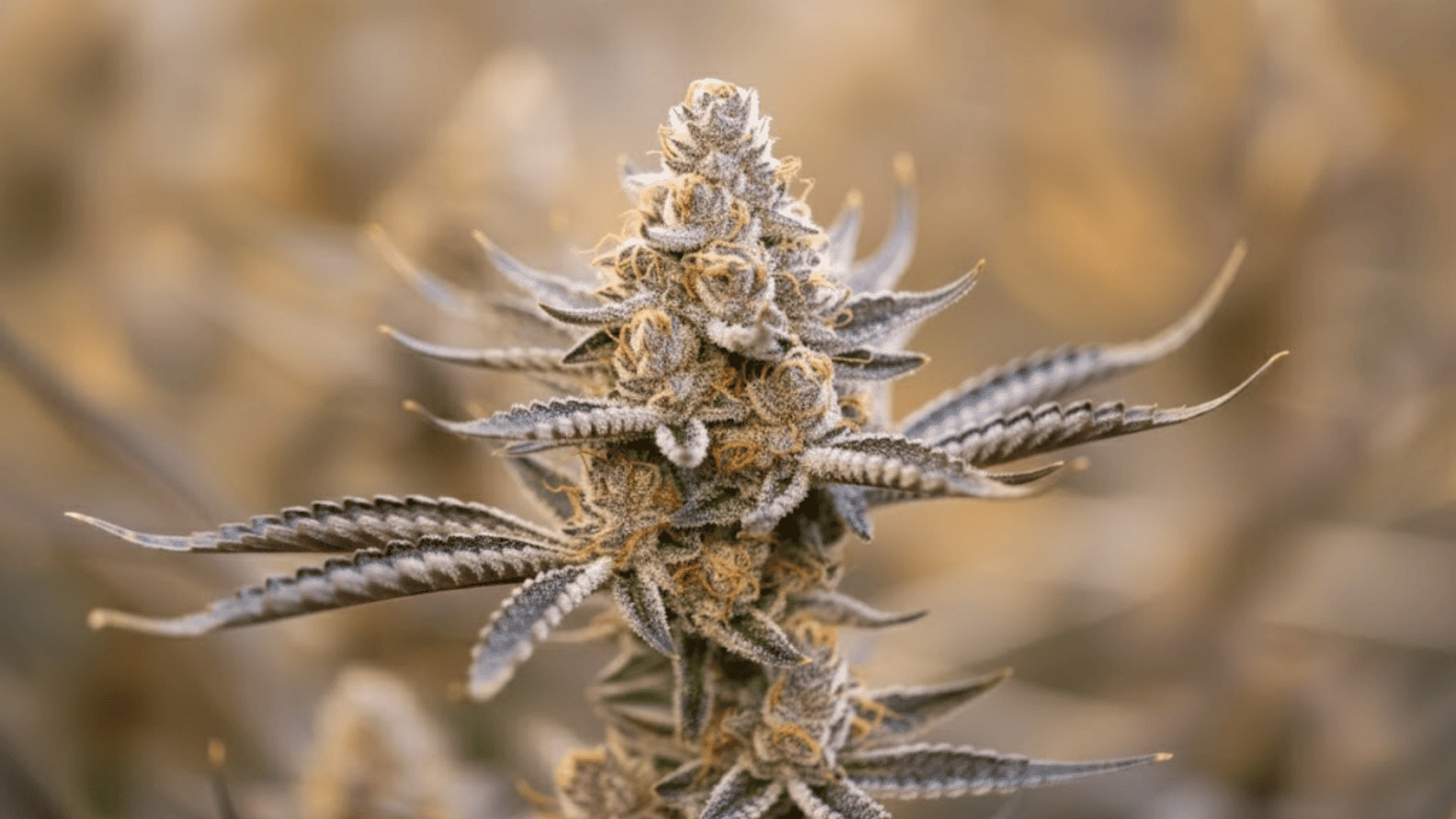 does myrcene make you sleepy