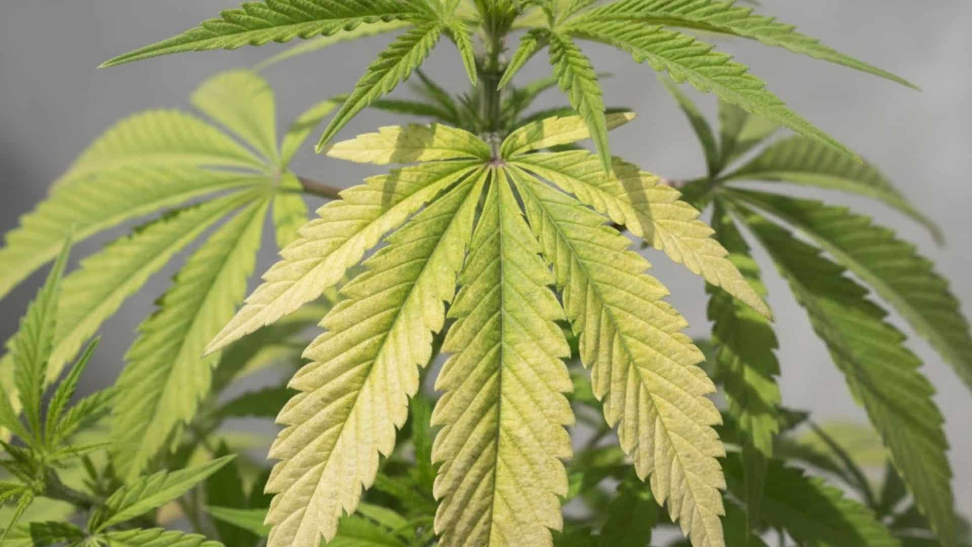 magnesium deficiency in cannabis