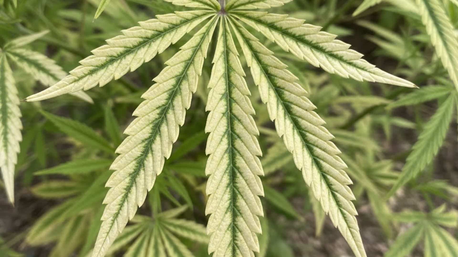 nitrogen deficiency in cannabis