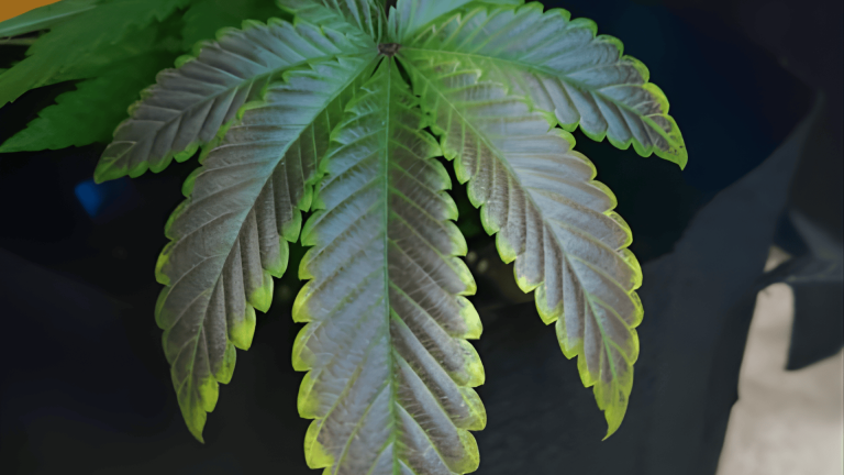 Common Cannabis Deficiencies & Cannabis Deficiency Chart - Fun With Dizzies