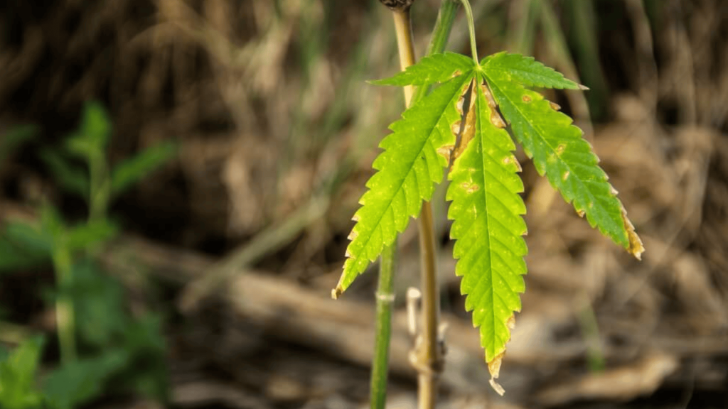 Common Cannabis Deficiencies & Cannabis Deficiency Chart - Fun With Dizzies